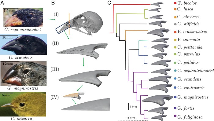 Nys beaks of finches lab