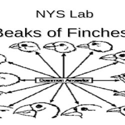 Nys beaks of finches lab