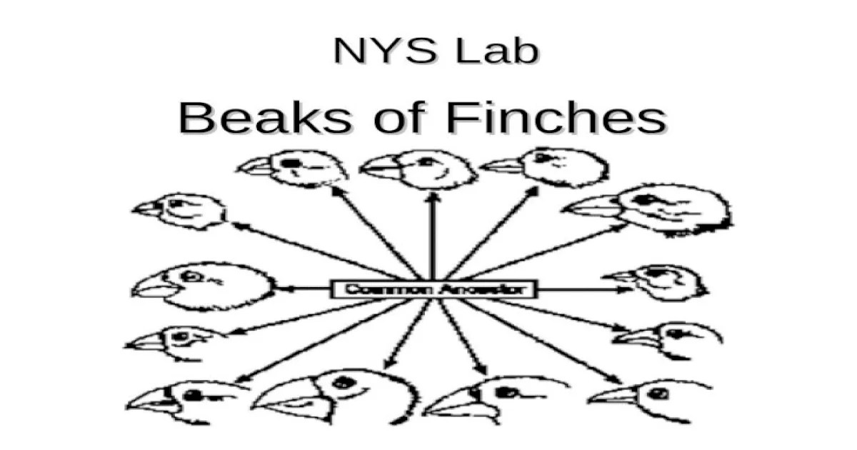 Nys beaks of finches lab