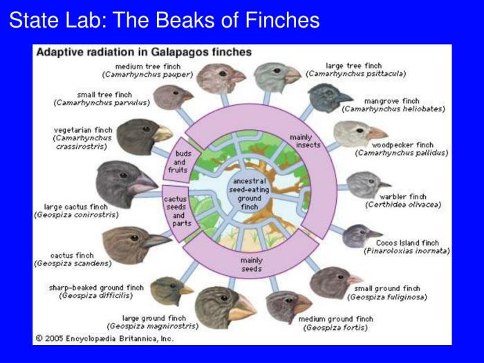 Nys beaks of finches lab