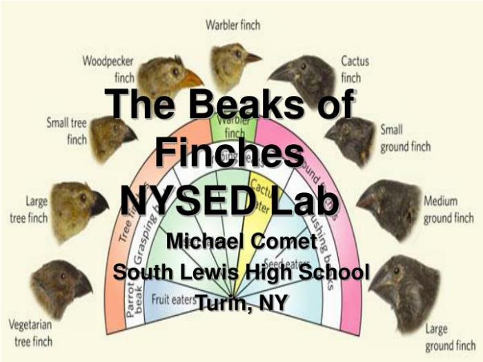 Nys beaks of finches lab