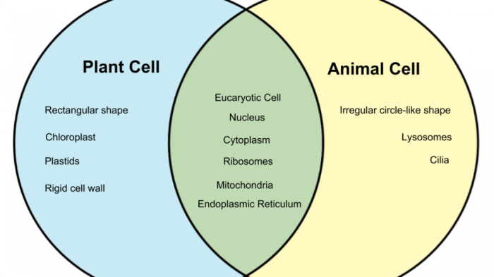 Venn diagram about plant and animal cell