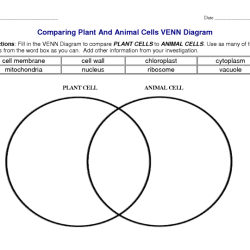 Venn organelles cells differences draw versus diagrams ashlyn