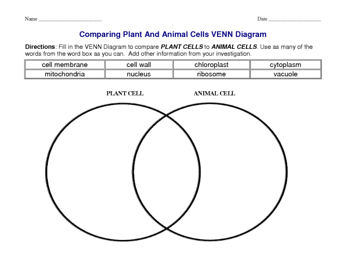 Venn organelles cells differences draw versus diagrams ashlyn