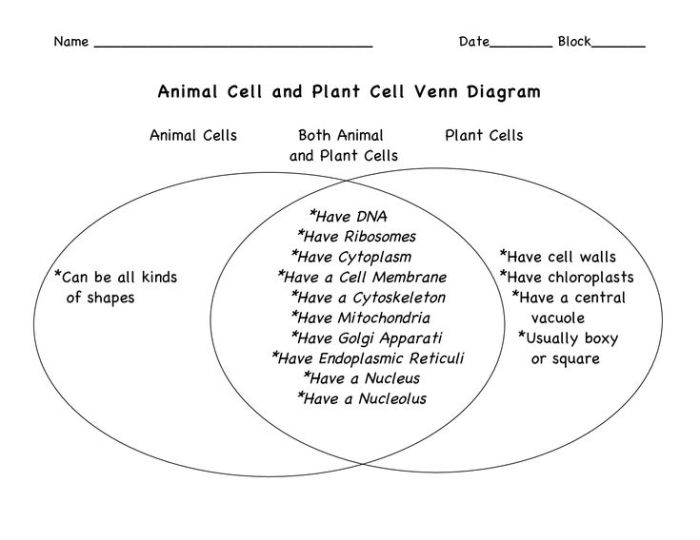 Plant animal venn cell diagram cells comparing matrix compare contrast plants vs animals worksheet cytokinesis complete use grade science activity