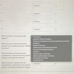 Choose the correct translation for the root hypophys o