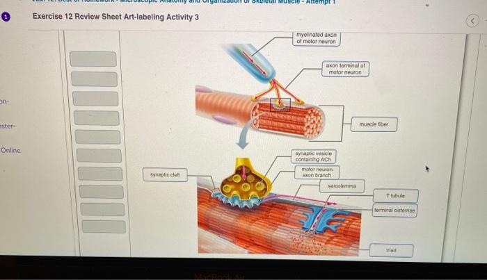 Microscopic anatomy and organization of skeletal muscle exercise 12