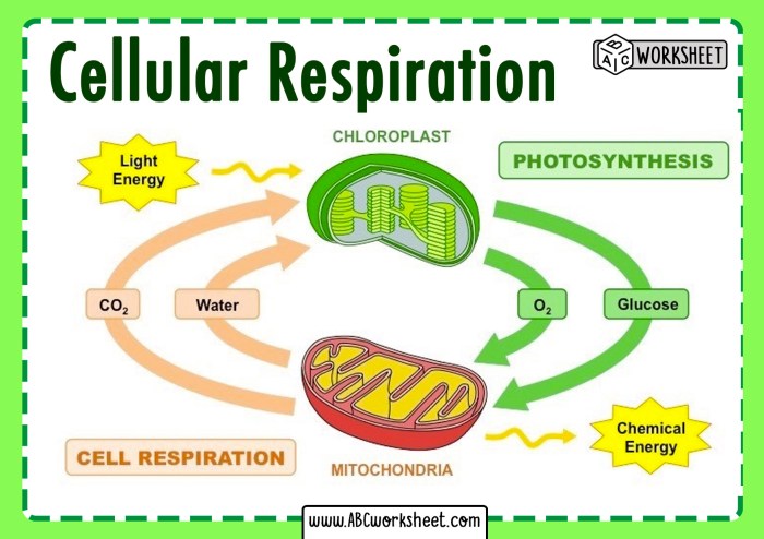 Photosynthesis and cellular respiration review worksheet