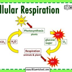 Photosynthesis and cellular respiration review worksheet