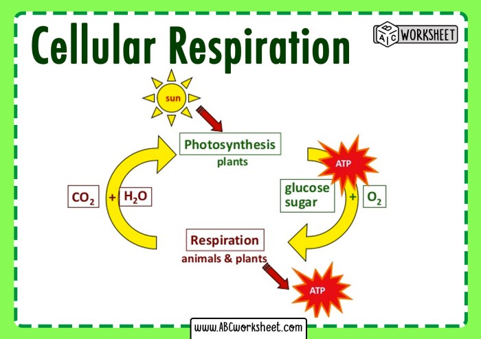 Photosynthesis and cellular respiration review worksheet