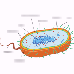 Label the anatomical features of the bacterium to the right