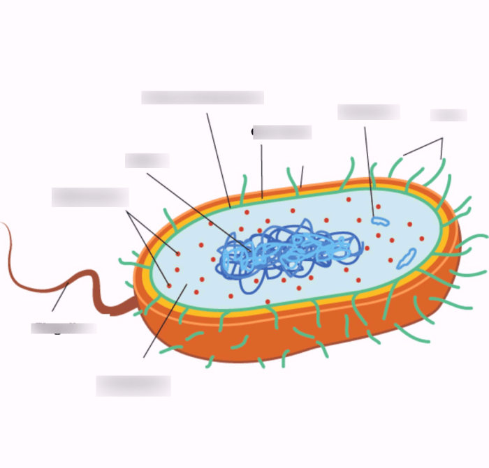 Label the anatomical features of the bacterium to the right