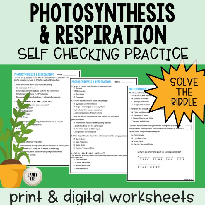 Photosynthesis and cellular respiration review worksheet