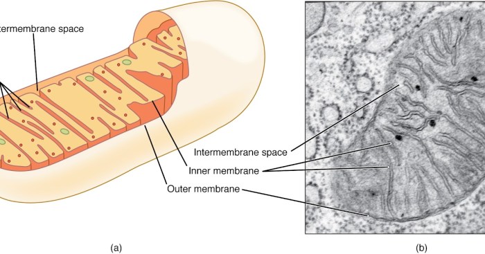 Cell prokaryotic cells eukaryotic membrane diagram bacterial structure labeled prokaryote biology diagrams science prokaryotes structures mitochondria nucleus plasma printable bacteria