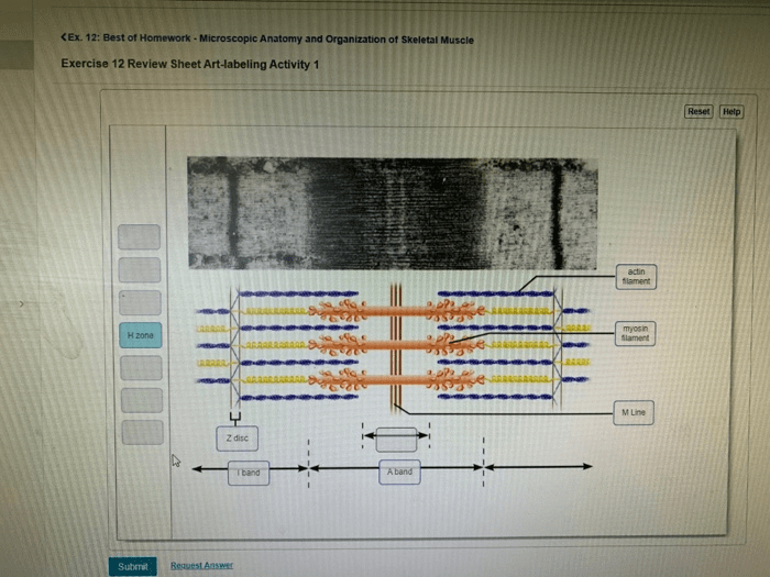 Microscopic anatomy and organization of skeletal muscle exercise 12