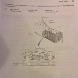 Microscopic anatomy and organization of skeletal muscle exercise 12