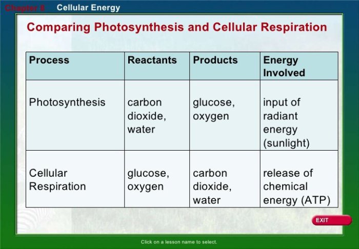 Photosynthesis and cellular respiration review worksheet